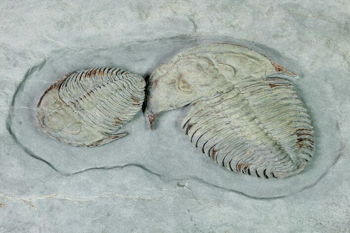 Two Lower Cambrian Trilobites (Longianda) - Issafen, Morocco #170638